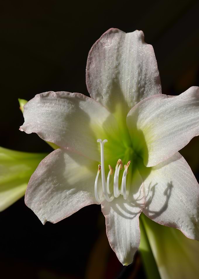 Amaryllis with Shadow