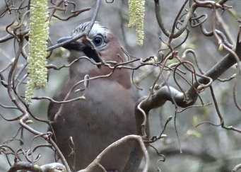 Jay