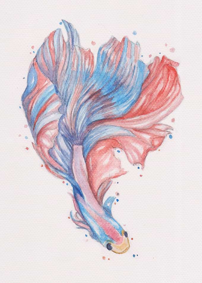 splash beta fish