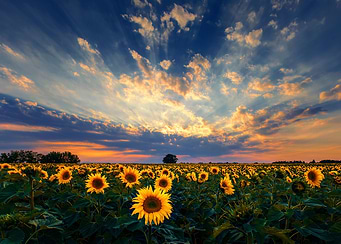 Sunset sunflower fields