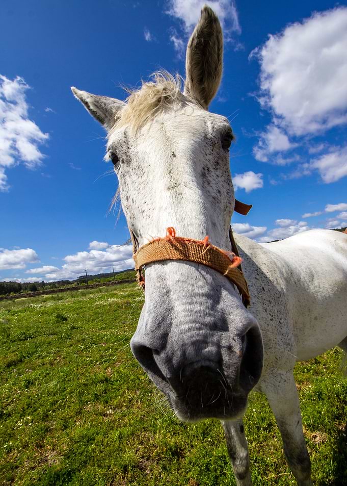 Long face horse