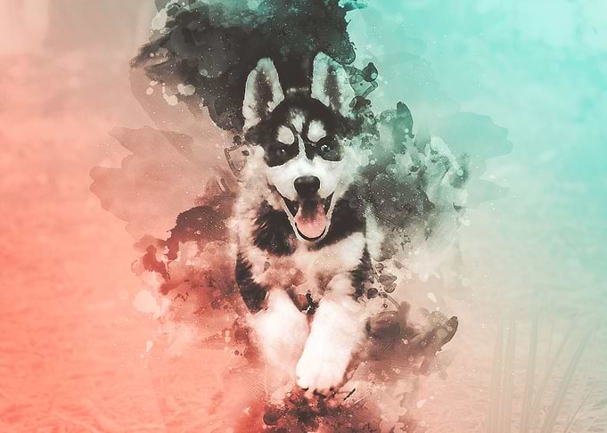 Husky Watercolor