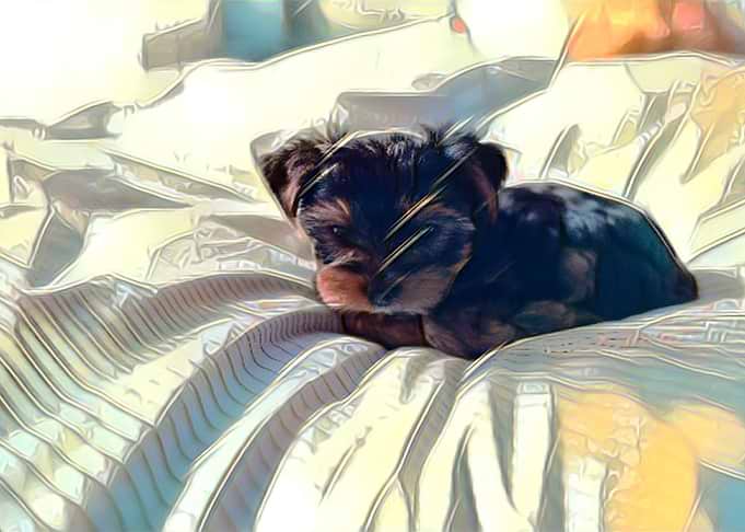 Cute Yorkshire Terrier Dog