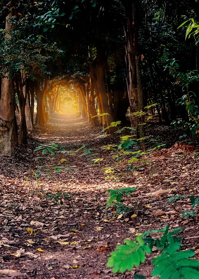 Follow the light