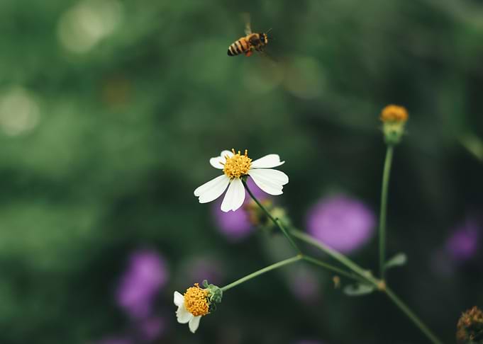 Bidens pilosa