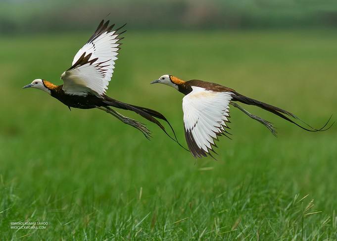 Phesant Tail Jacana