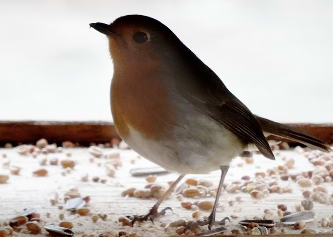 Robin