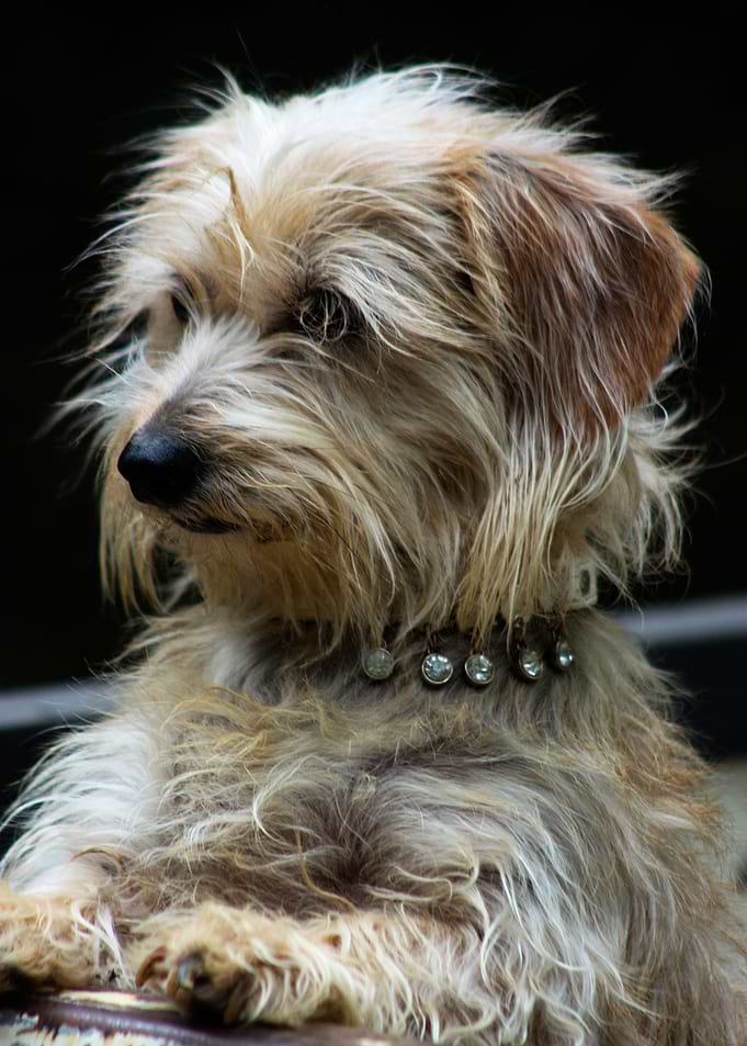 Posing Pup