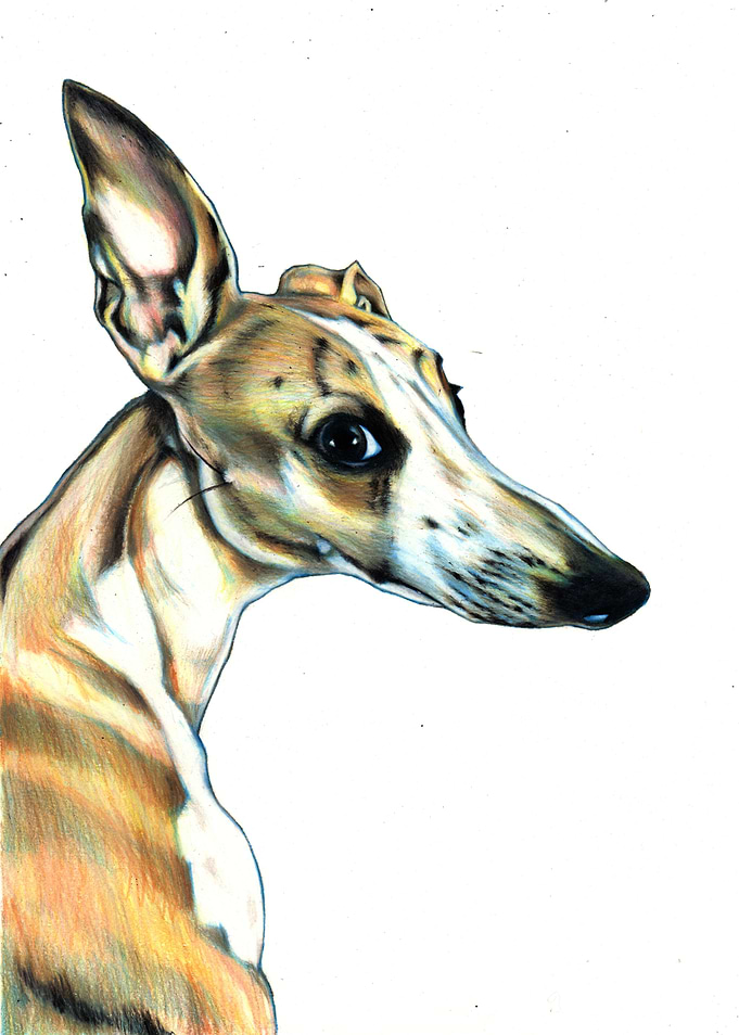 Wilson whippet