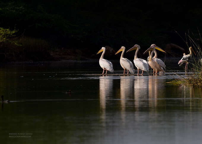 Pelican