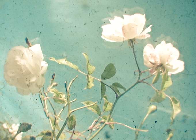 White Rose