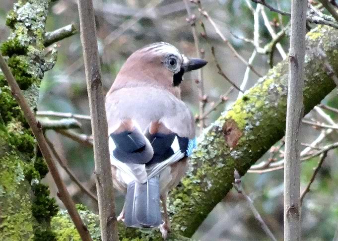 Jay Bird