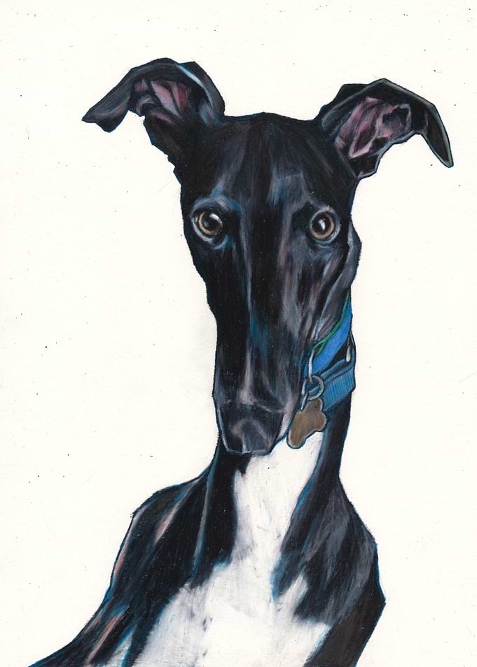 Black Sighthound drawing