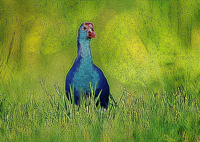 Greyheaded swamphen