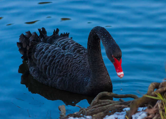Black Swan