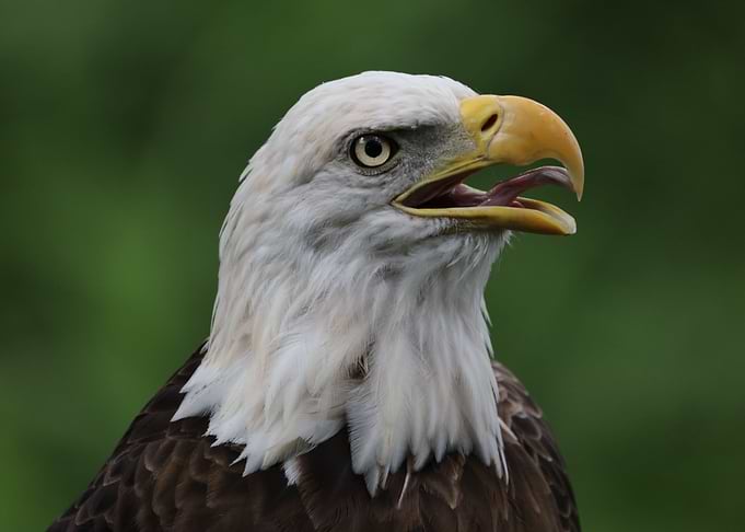 American Bald Eagle