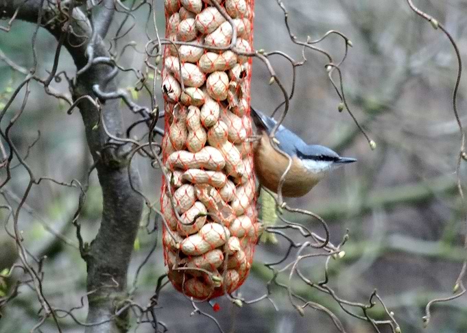 Nuthatch