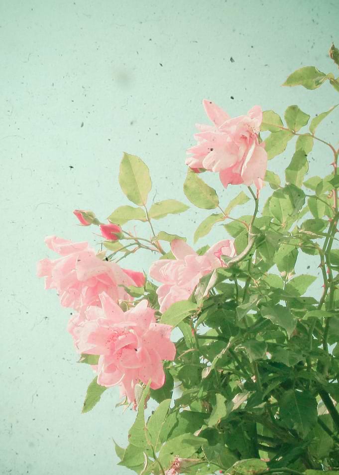 Pink Roses