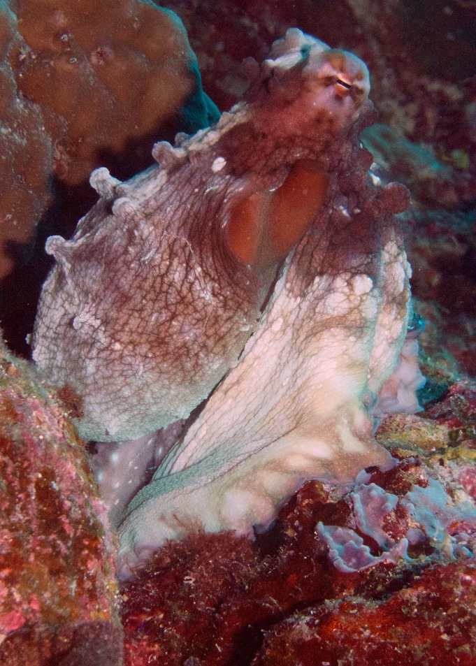 Camouflaged Octopus