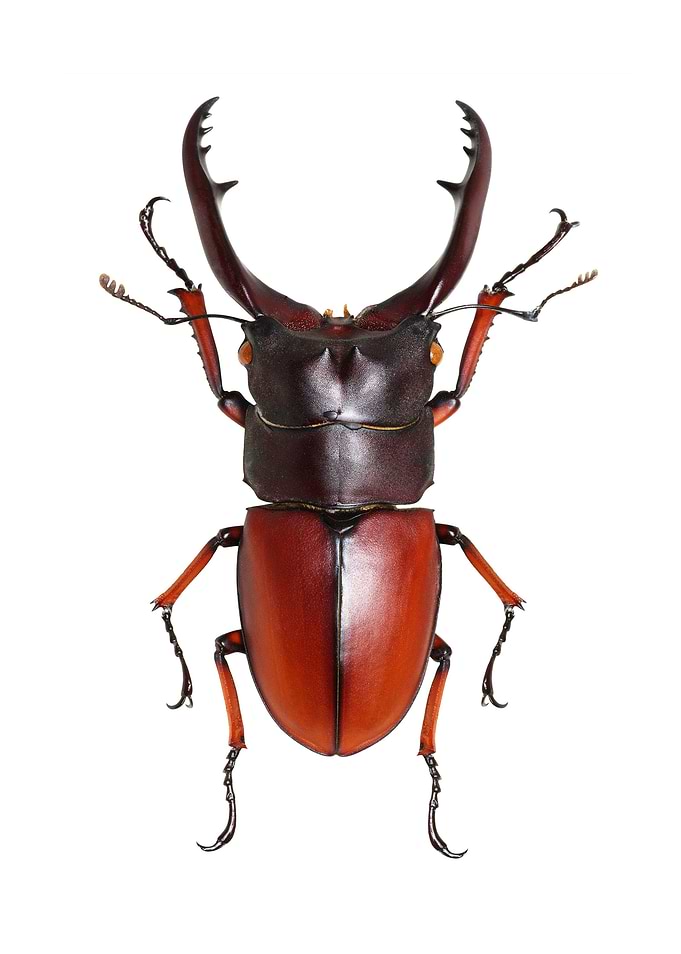 Lucanus Cervus