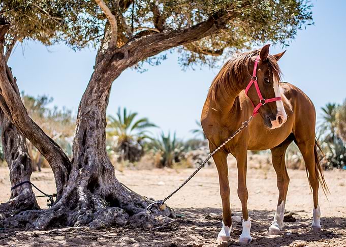 Horse and the tree