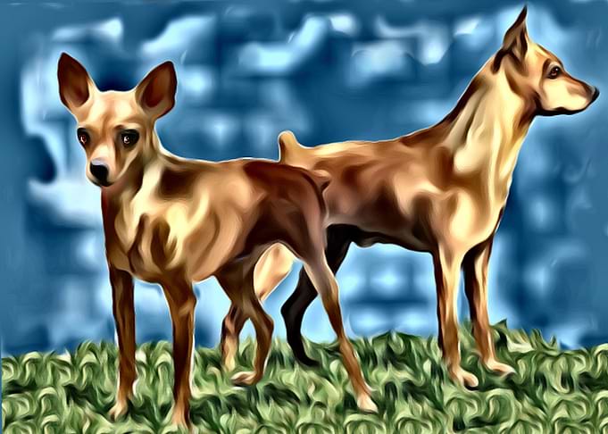 Miniature Pinschers