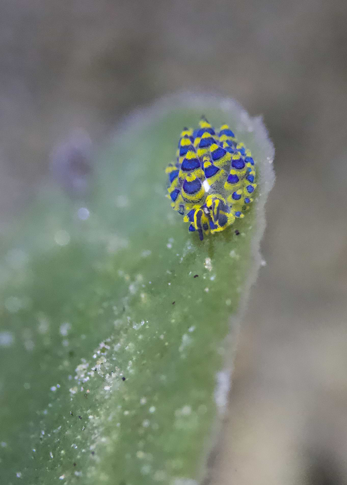 Stilinger ornatus