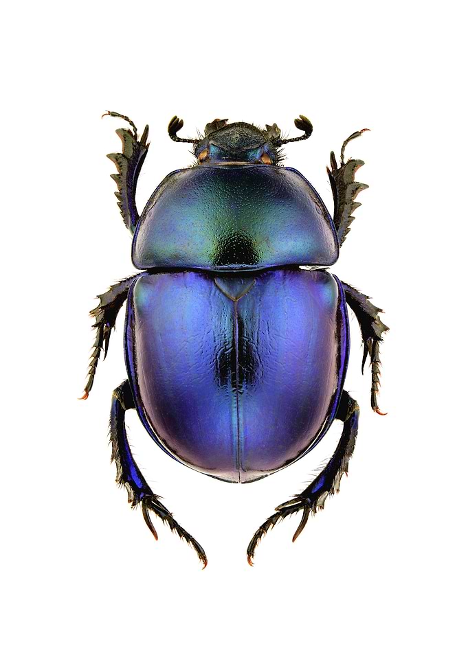 Trypocopris Vernalis