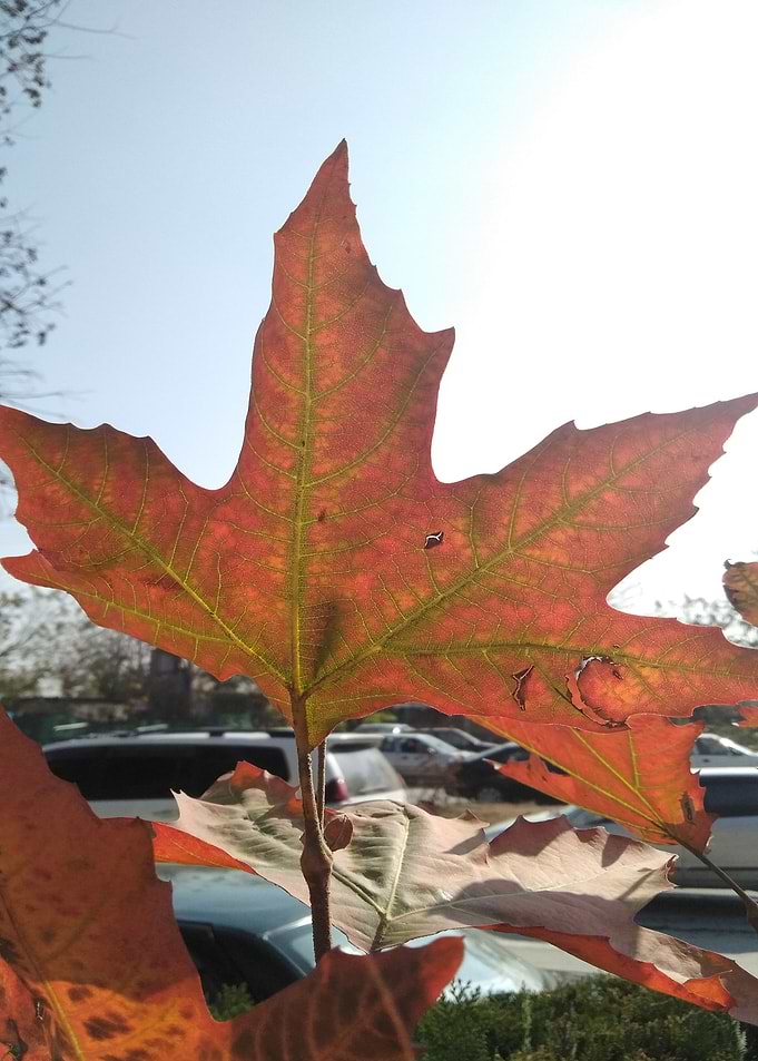 Leaves Autumn Dance