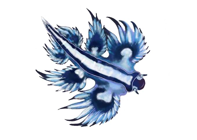 Glaucus atlanticus