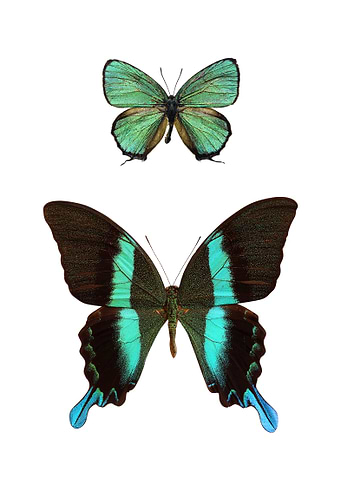 Two Rare Butterflies