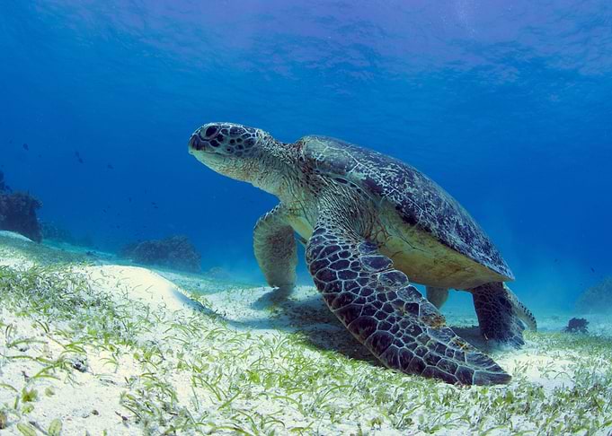 Poised turtle