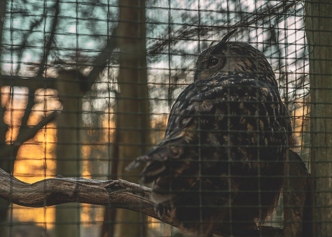 The Golden Cage