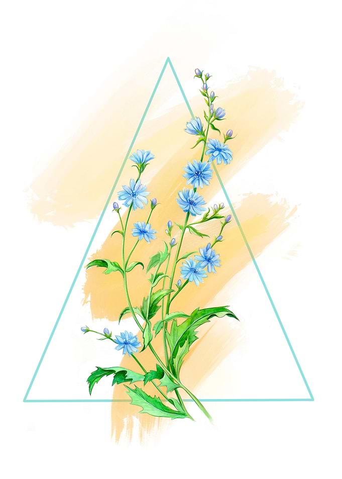 Watercolor Flowers chicory