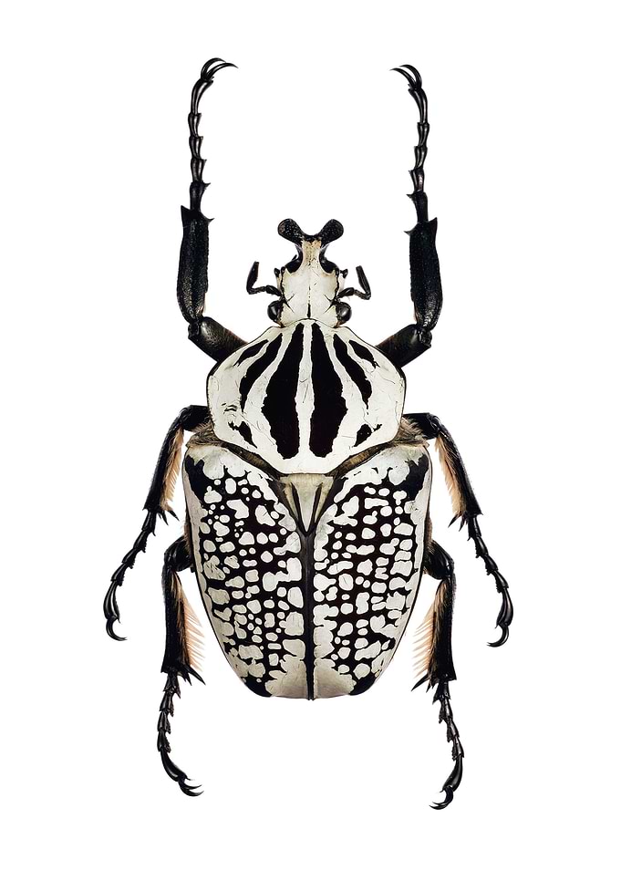 Goliathus Orientalis