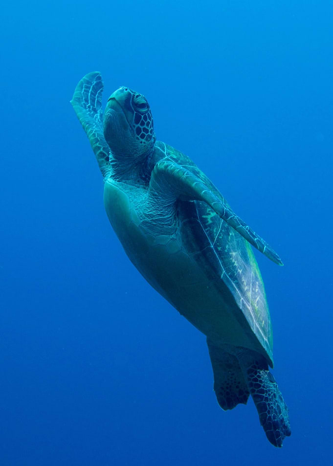 Soaring Turtle