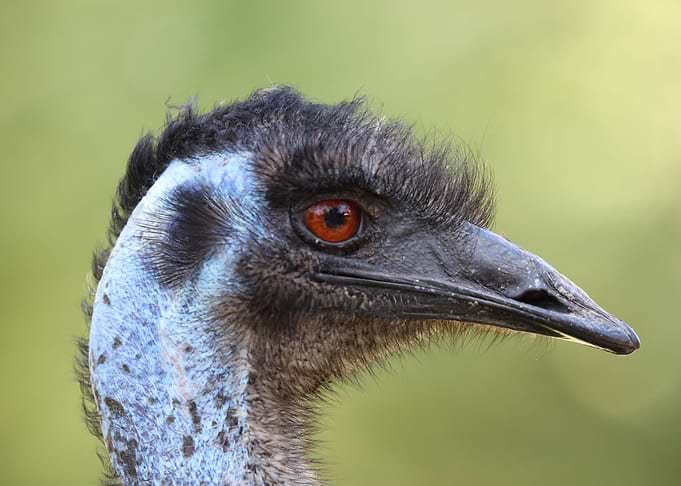 The Emu