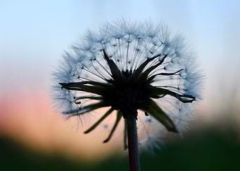 Dandelion at sunset