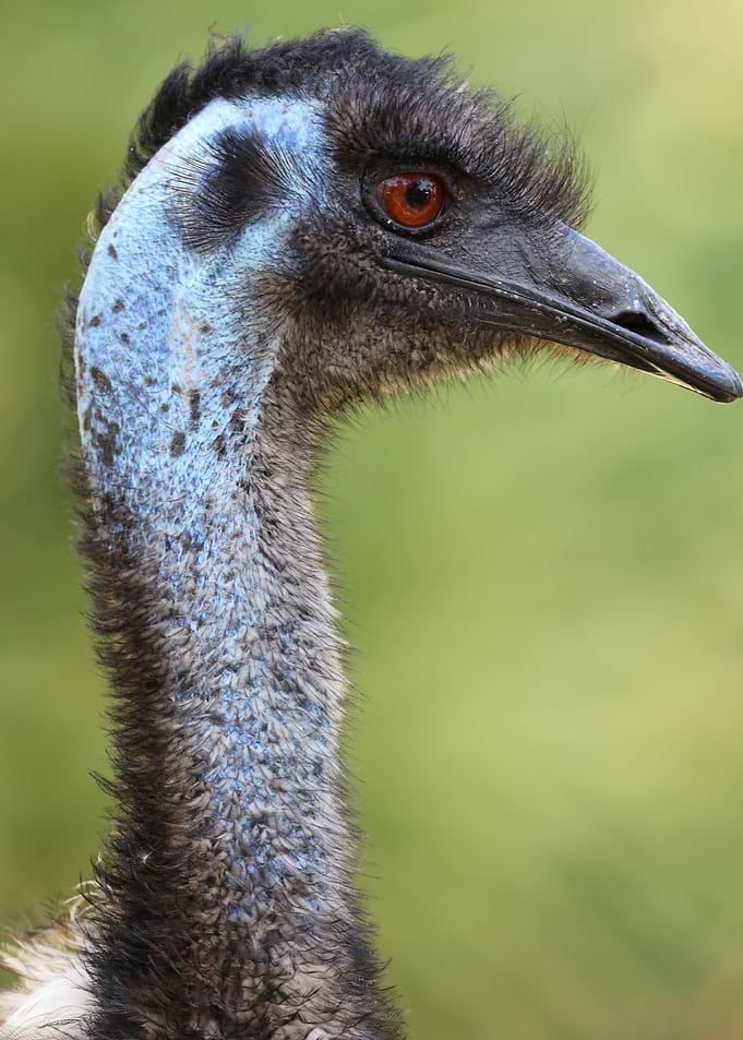 The Emu