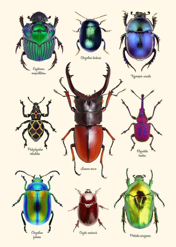 Collection of Rare Beetles