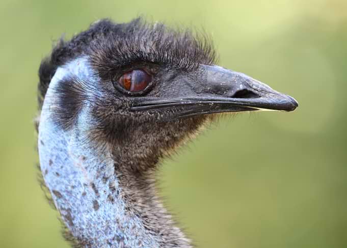 The Emu