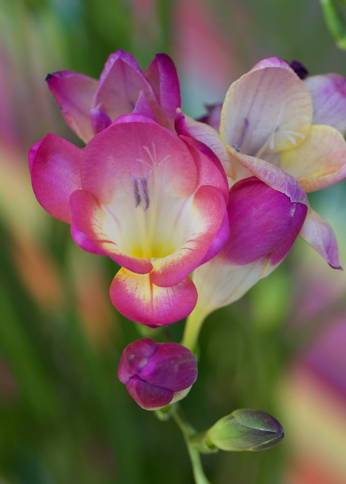 Pink Fresias