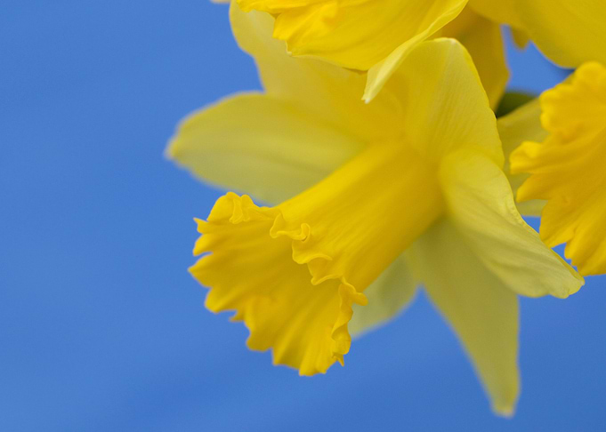 Narcissus closeup