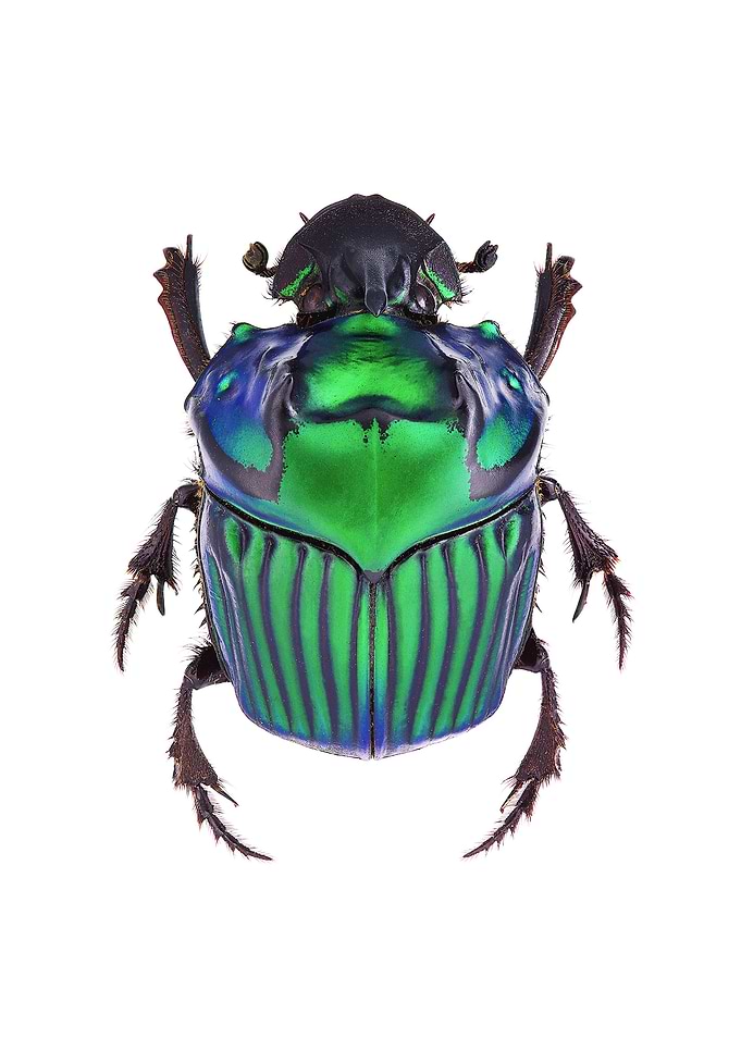 Oxysternon Conspicillatum