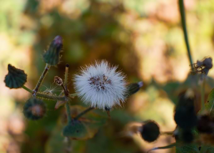 Flora in Malta