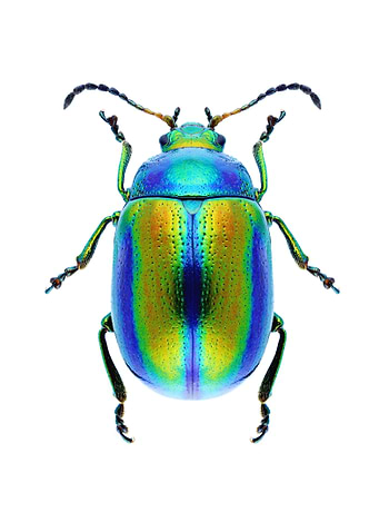 Chrysolina Fastuosa