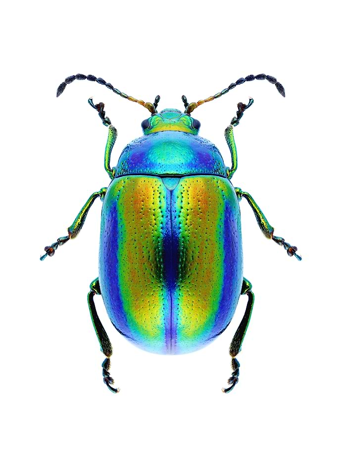 Chrysolina Fastuosa