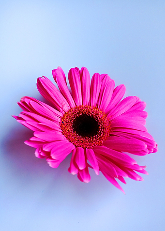 Pink Daisy Flower