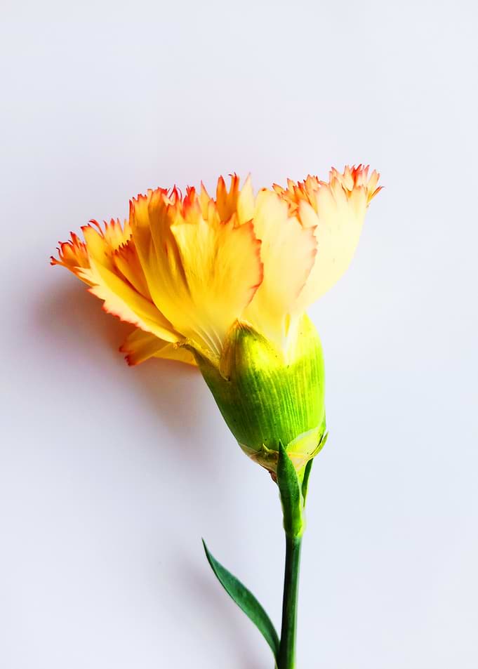 Yellow Flower