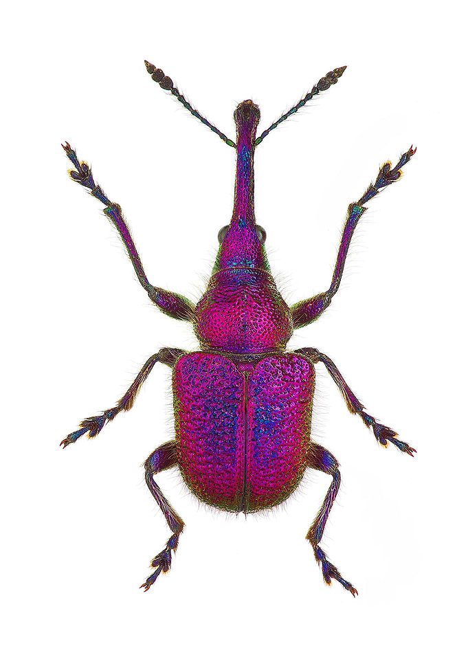 Rhynchites Bacchus